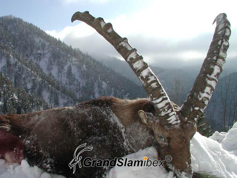 b-grand-slam-ibex-alpine-ibex-31