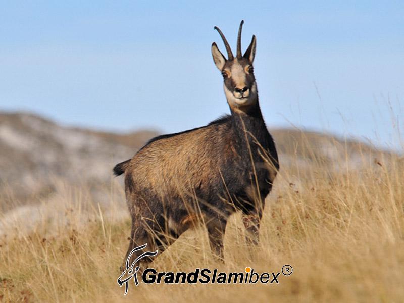 Chatreause-Chamois-hunting-in-France